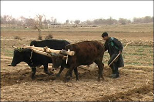 Agriculture in Afghanistan