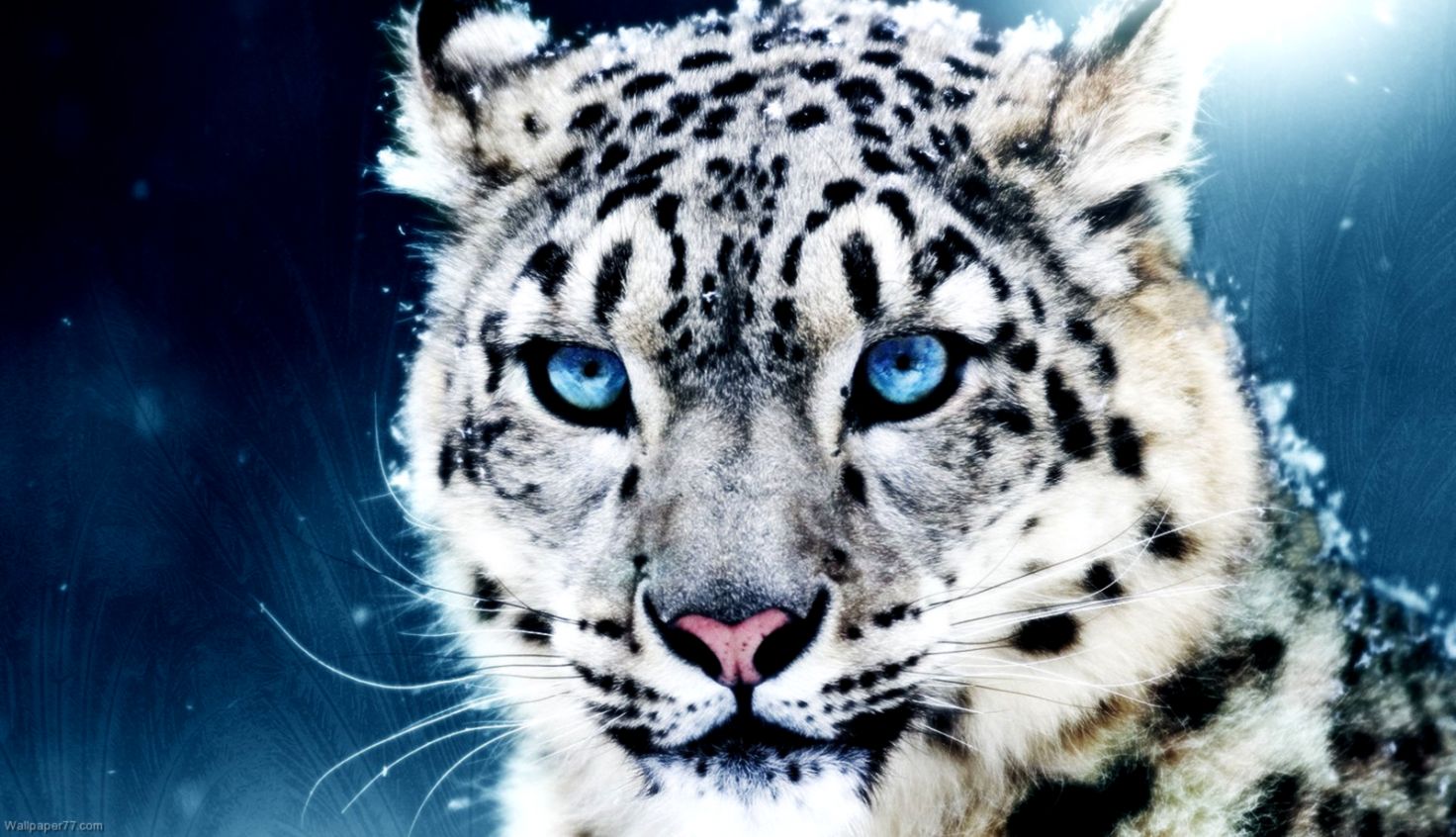 Snow Leopard Wallpaper Collection 40