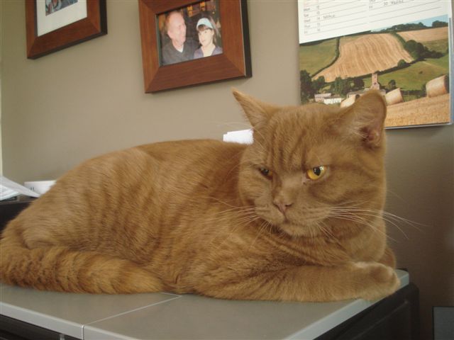 Cinnamon British Shorthair