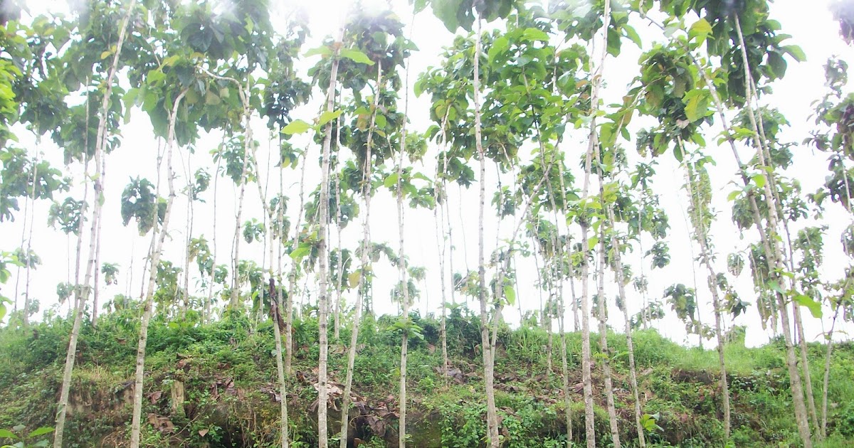 Investasi Jati/JUN 5 tahun panen: Penawaran Investasi Perkebunan Jati