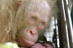 Rare albino orangutan rescued on Borneo island