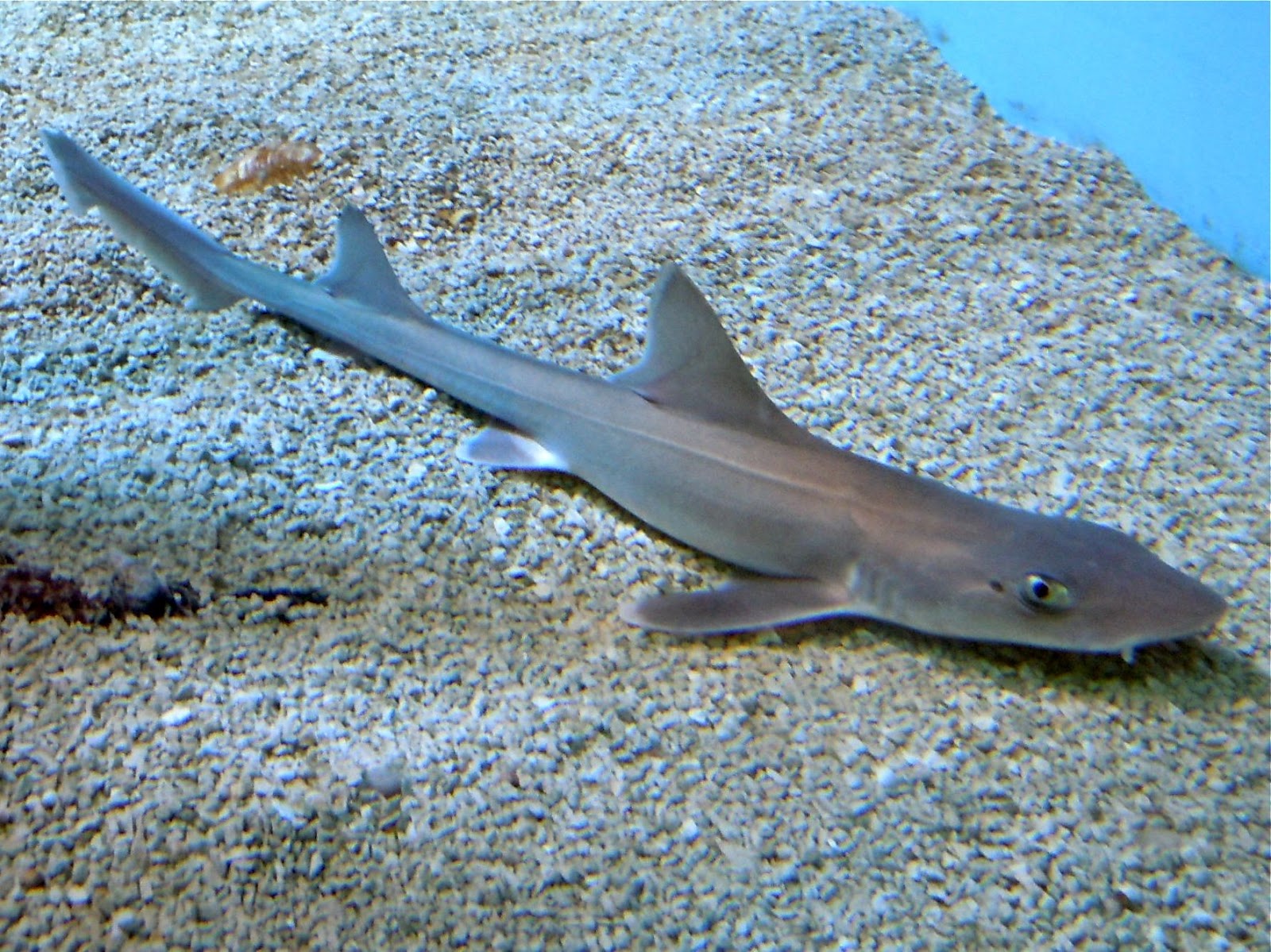 Wildlife of the World Black Dogfish Shark Pictures