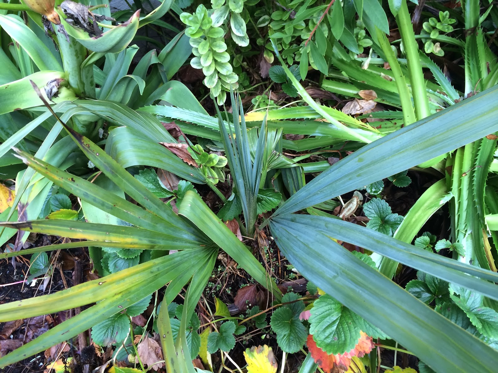 Plant Blog Pittosporum Tenuifolium