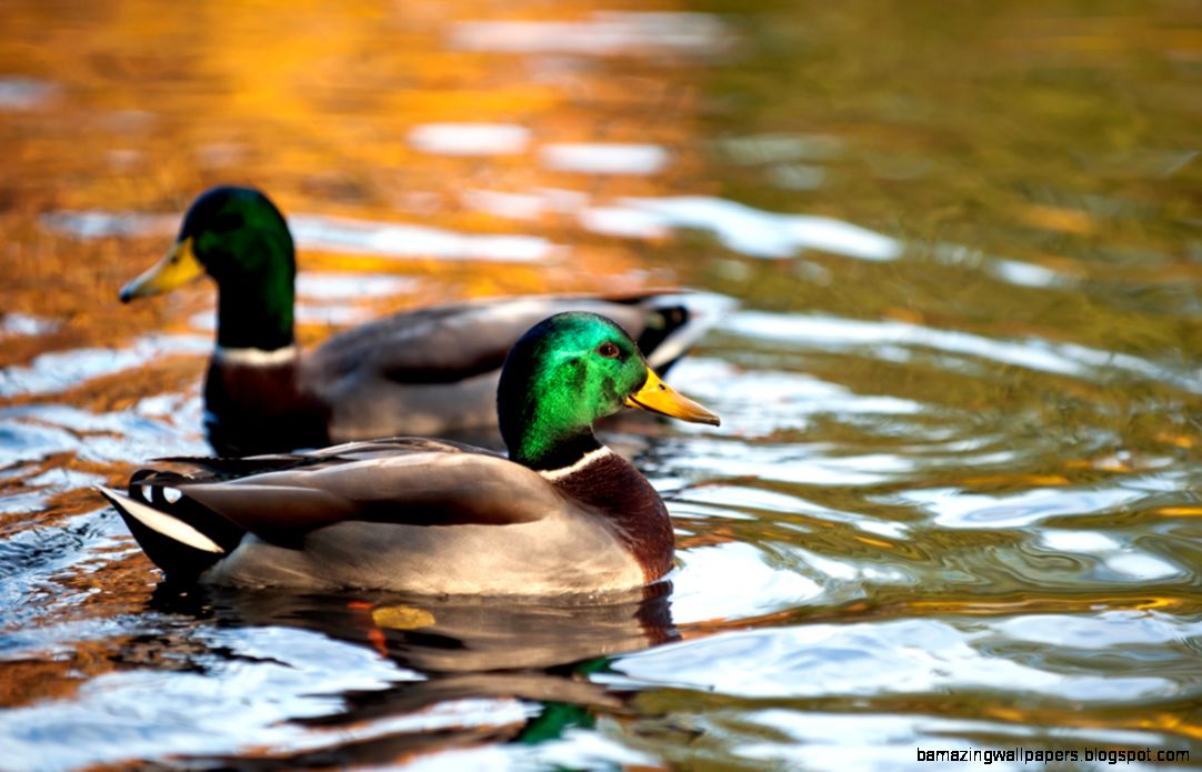 Duck on pond wildlife photography art print Herons and Wildlife Duck on pond wildlife photography art print Herons and Wildlife
