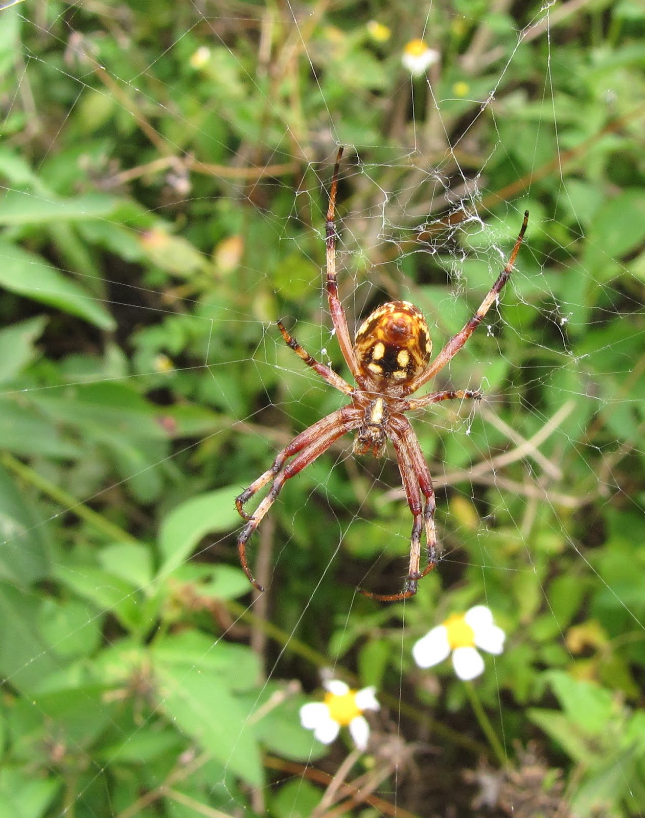 Bug Eric Spider Sunday Western Spotted Orbweaver