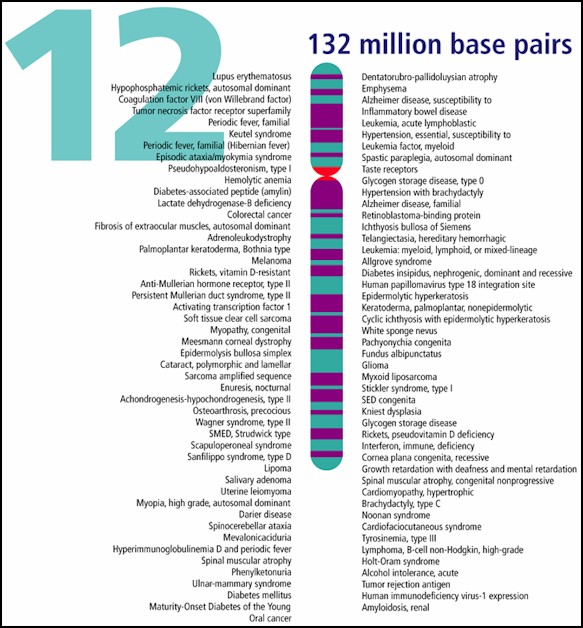 Disorder Project Honors Biology Phenylketonuria