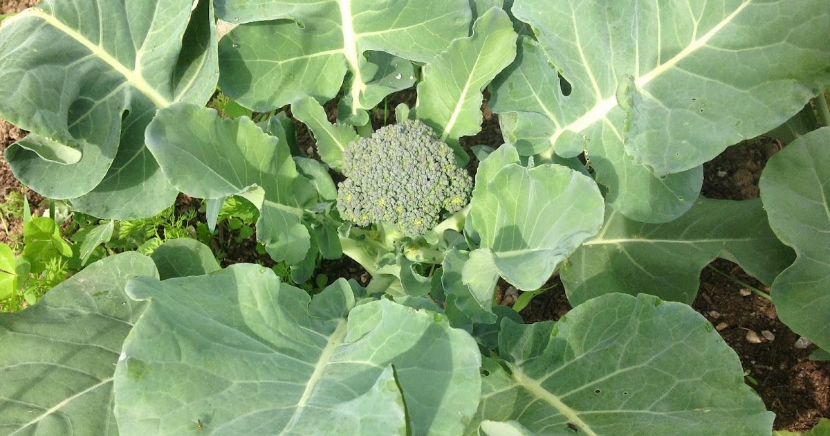 Chez Nous Farms Certified Organic in Niagara Discovering a new