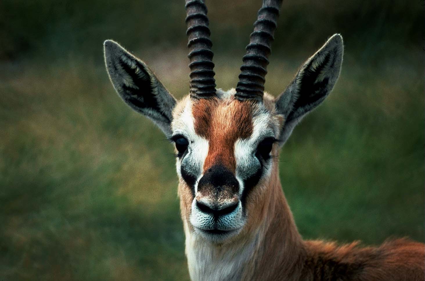 ANIMALS PICTURE: 96-100 Animals Image