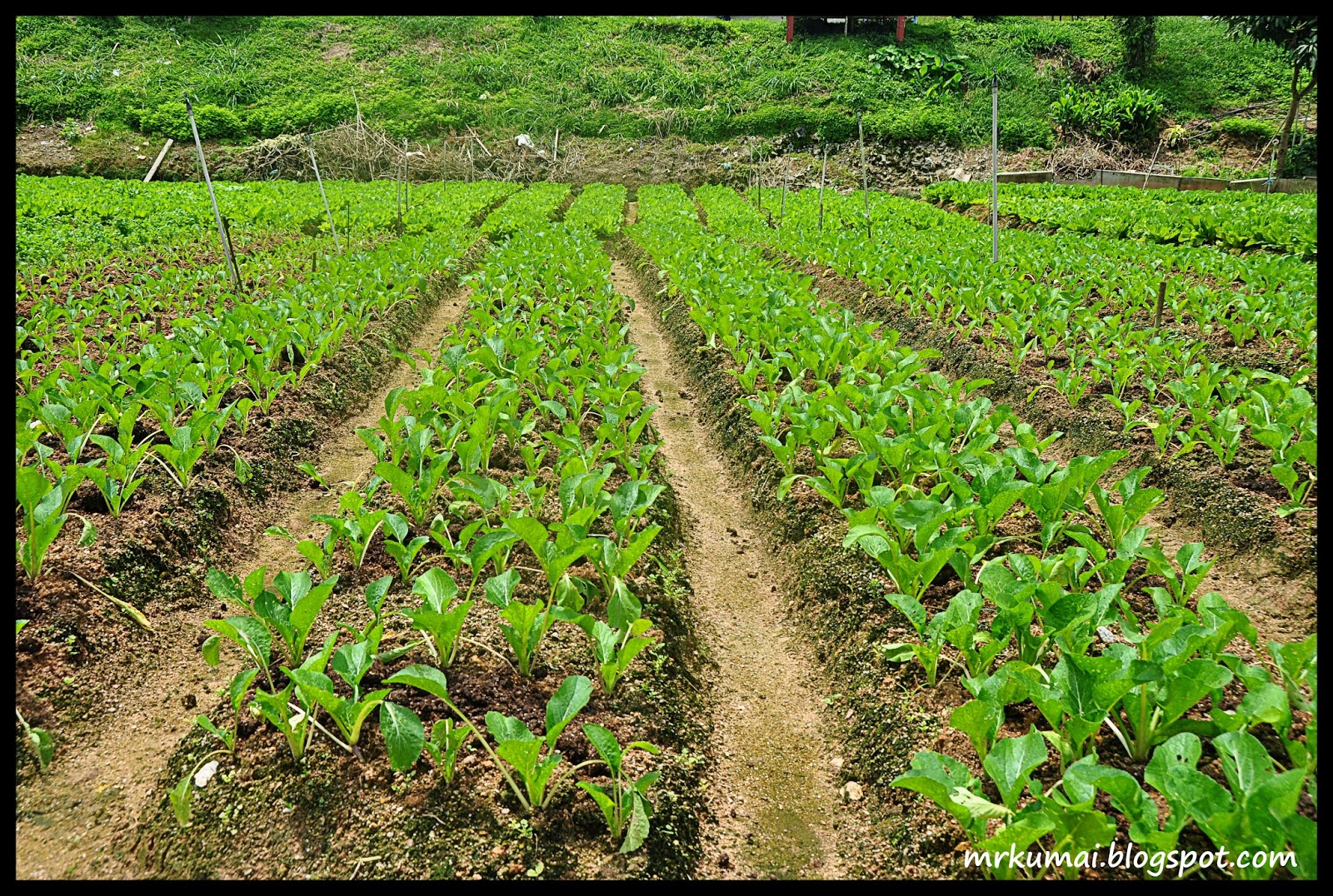 Kebun Sawi di Cameron Highlands