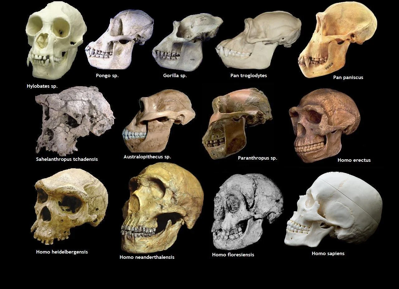 Crânios da suposta evolução