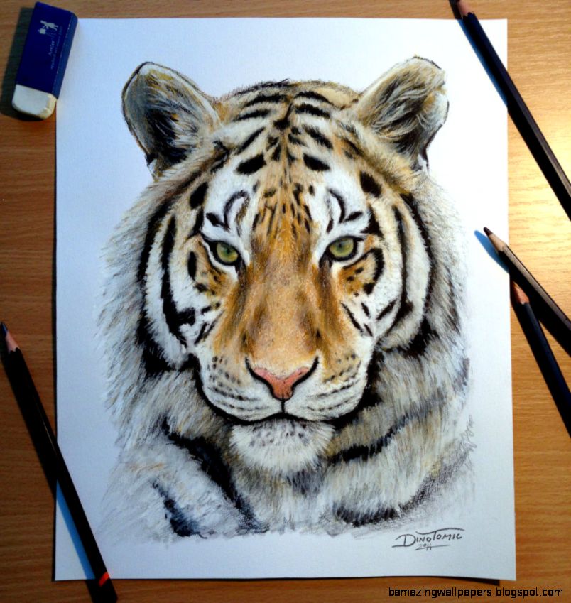 Tiger pencil drawing by AtomiccircuS on DeviantArt Tiger pencil drawing by AtomiccircuS on DeviantArt