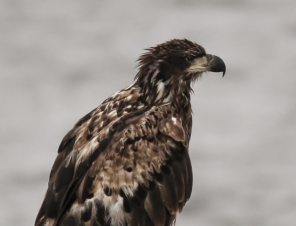 Nature on the Edge of New York City American Bald Eagle Spotted in