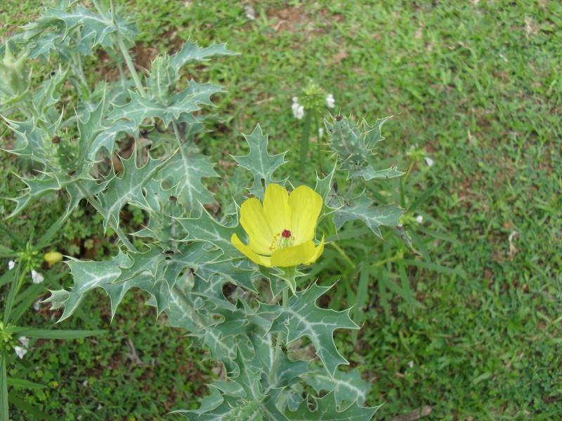 Mustard Seed Plant