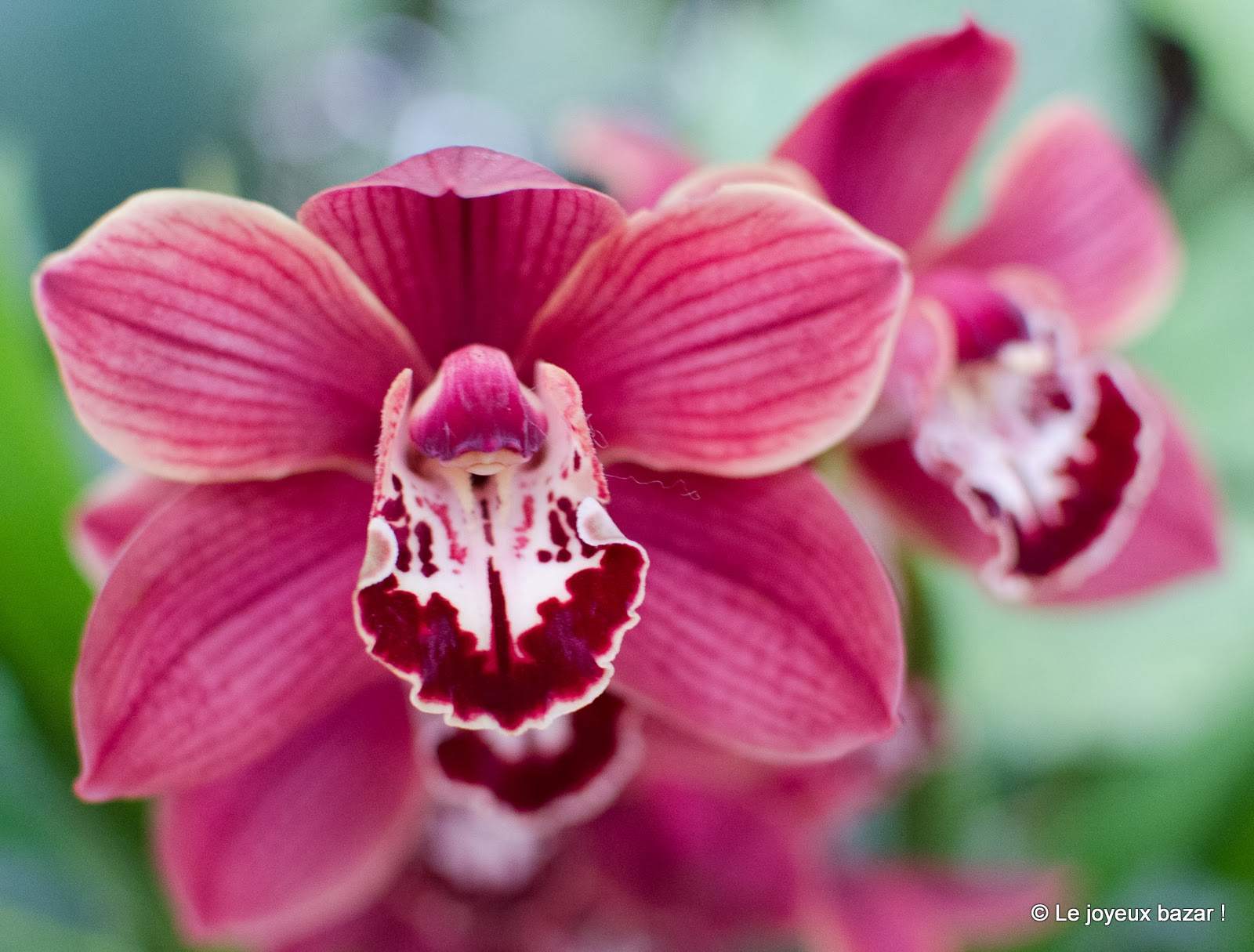 Mille et une orchidées au Jardin des Plantes - Paris