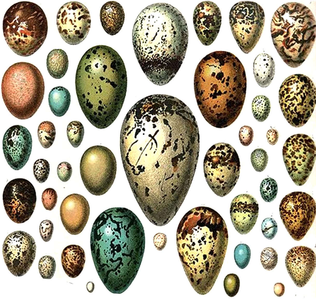 Eggs Of Birds