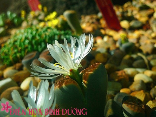 [Image: Tu-tay-trong-hoa-thach-lan-dep-trang-tri...viec-5.jpg]