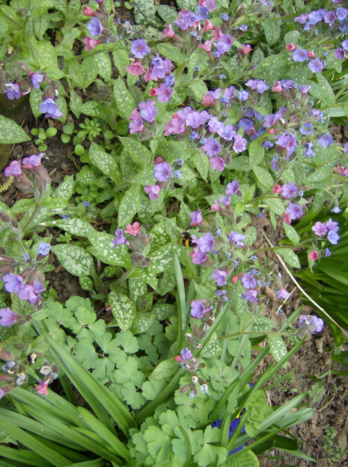 Love My Garden Pulmonaria a favourite spring flower