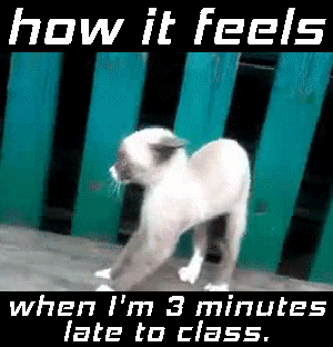 cat meme gif of showing up 3 minutes late to class