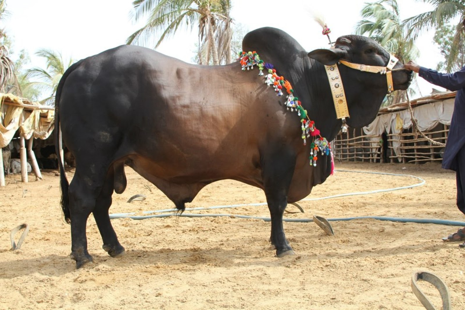 Eid Ul Eza Cow Qurbani Wallpapers hd - Beautiful Desktop HD Wallpapers