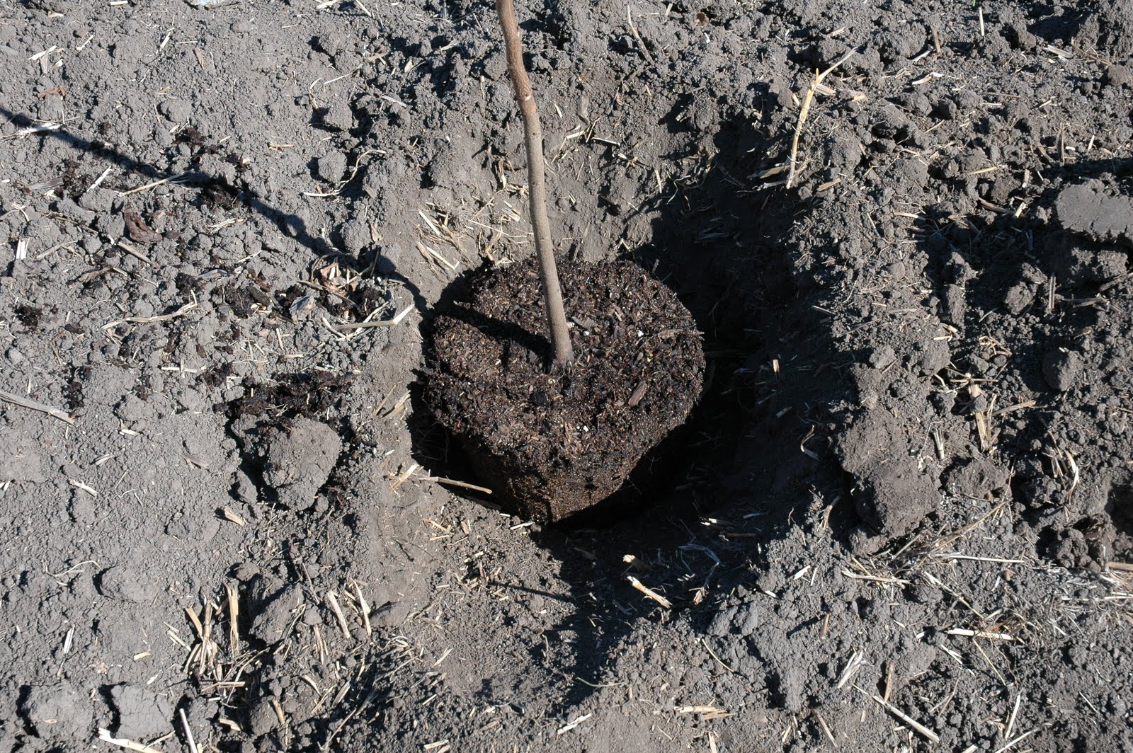 Northern Pecans Still planting new trees