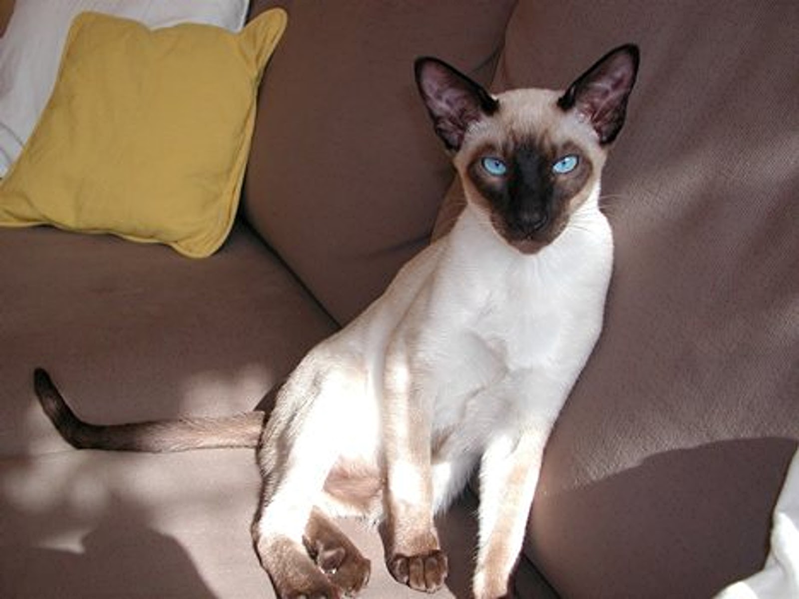 about siamese cats