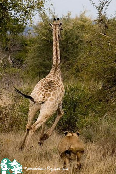 Lion Giraffe