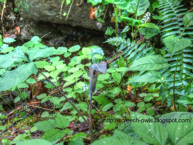 Jack in the Pulpit - wild flower Great Smoky Mountains