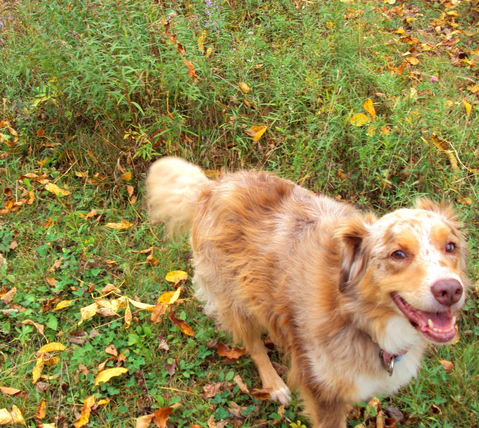 Ottawa Valley Dog Whisperer THE ART OF GREETING IN SILENCE How You