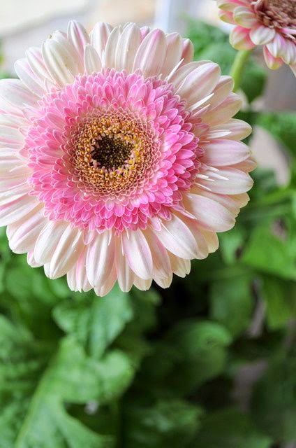 STRAWBERRY LOLLIPOP GERBERA DAISY | Backyards Click