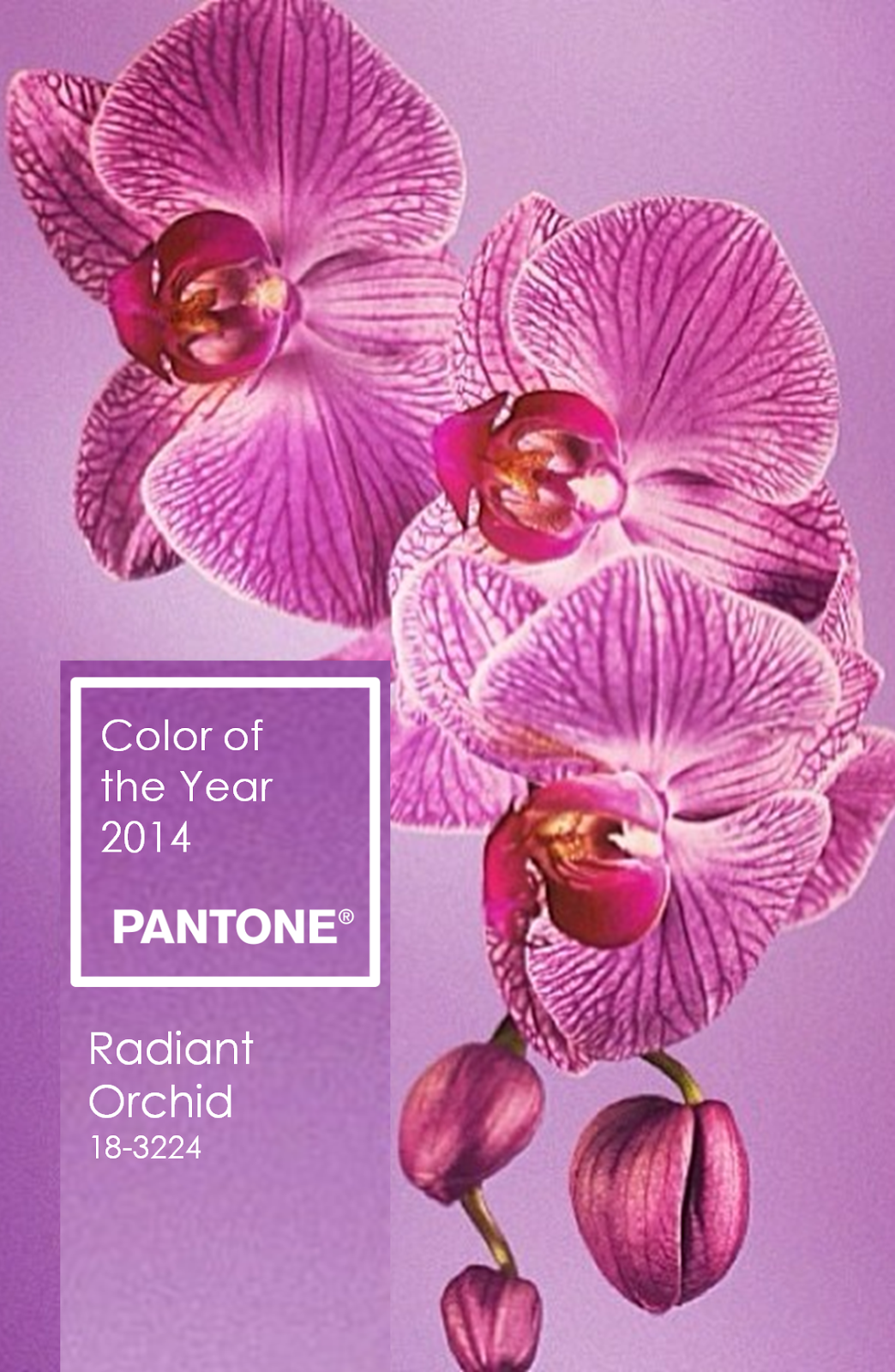 Orchid Radiant accessories pictures exclusive photo Orchid Radiant accessories pictures new photo
