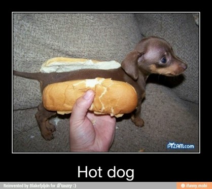 ... Pictures and more: Baby Dachshund or Wiener Dog Puppy in Hot Dog Bun ... Pictures and more: Baby Dachshund or Wiener Dog Puppy in Hot Dog Bun