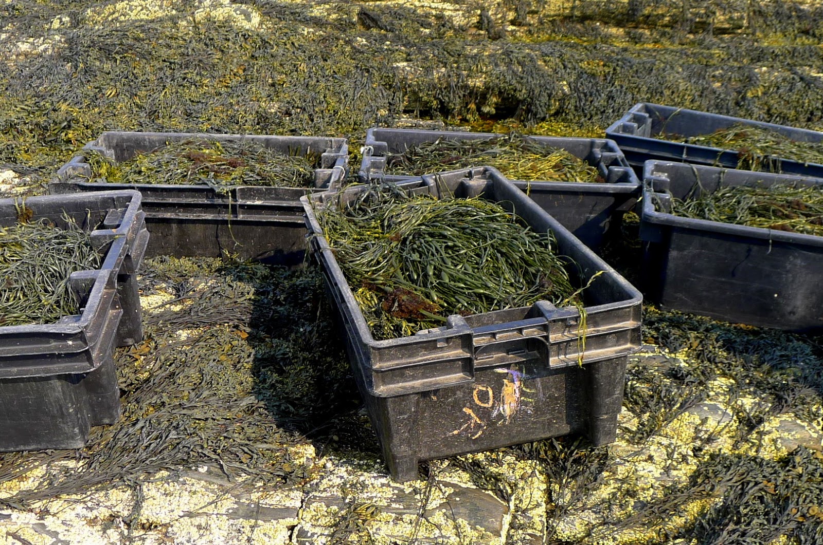 Less Noise, More Green Local and Sustainable Maine lobster and crab