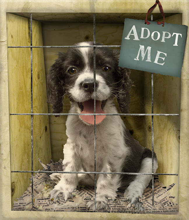 Welcome to Animal Cognizance: Adopt a Pet - Where to go with pictures