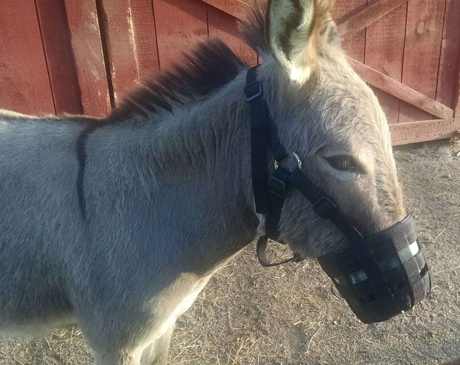 Our Tiny Farm in Western NC Pictures of Our MiniDonkeys