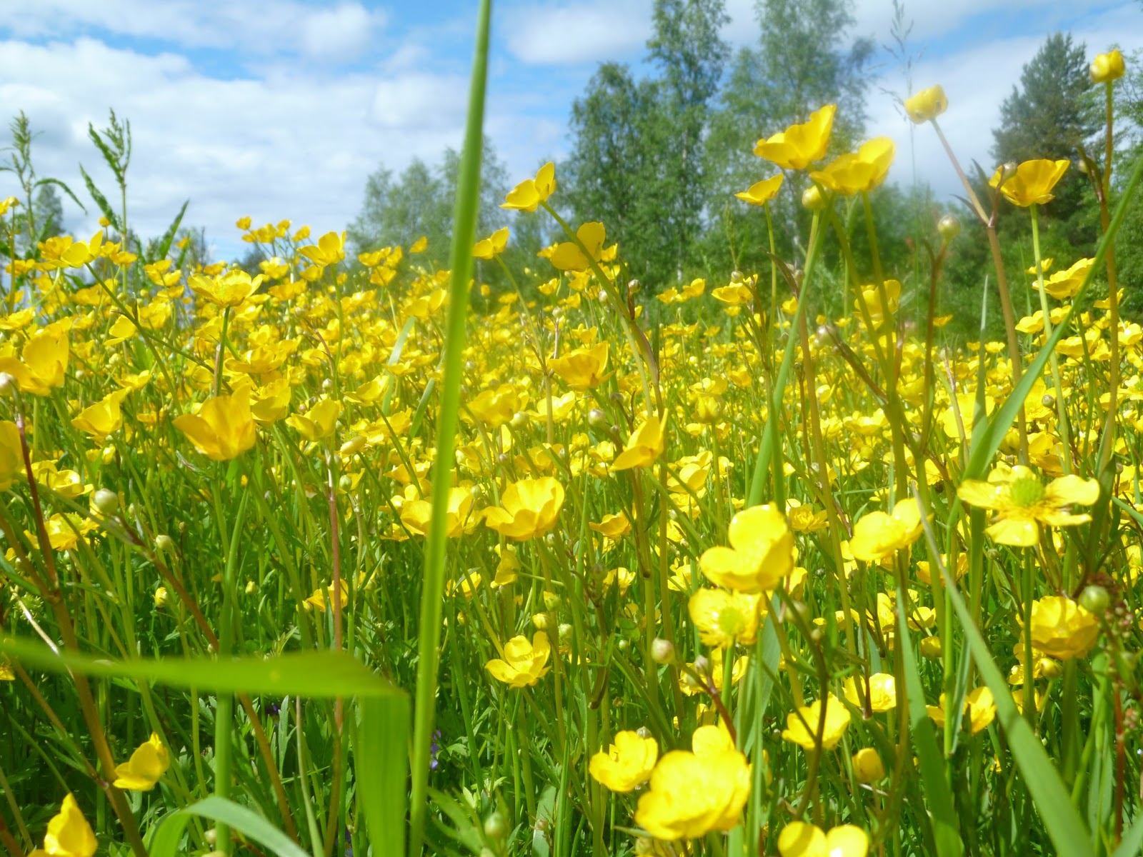 Svanå trädgård: Smörblomma och Revsmörblomma