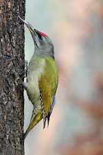 Fauna Bacia Taquari-Antas - Fonte: Aepan-ONG - Série: Aves