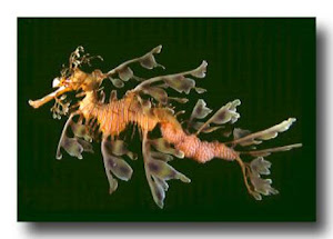 Leafy sea-dragon