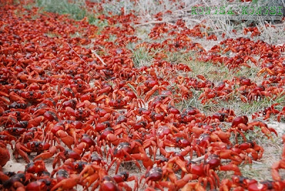 ketam merah @ red crab
