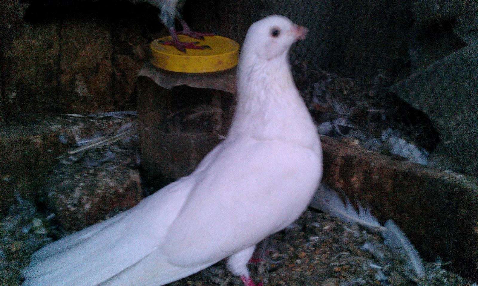 Pigeon Chest Disease Is Caused Due To The Deficiency Of at Christopher