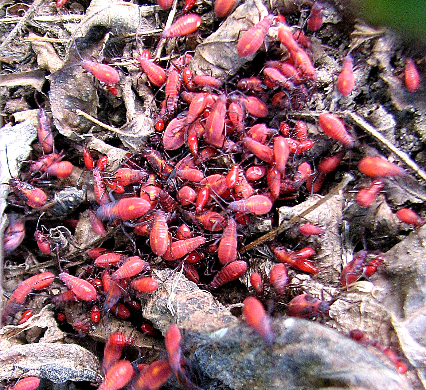 Northview Diary Box Elder Bugs