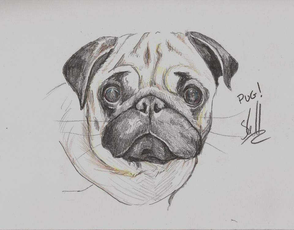 cool drawings of pugs the gallery for gt easy pencil drawings of dogs cool drawings of pugs the gallery for gt easy pencil drawings of dogs