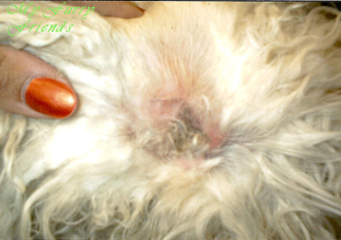 Pet Grooming: The Good, The Bad, & The Furry: Let's Try Again