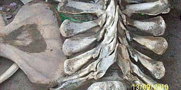 Heboh Ditemukan Tulang Rangka Eeekor “Naga"