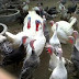 Ide Jitu dan Peluang Usaha Ternak Ayam Kalkun