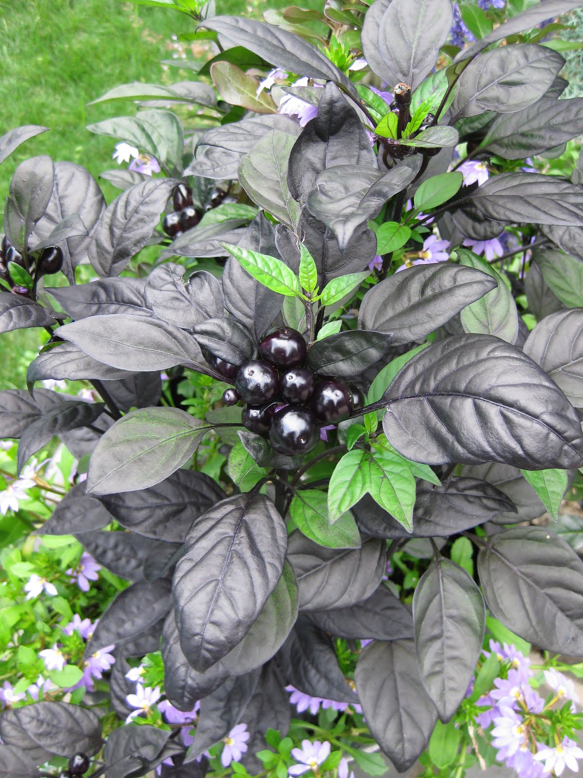 Rotary Botanical Gardens Hort Blog A Pepper Called 'Black Pearl'