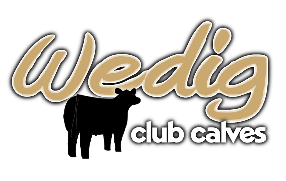 Wedig Club Calves