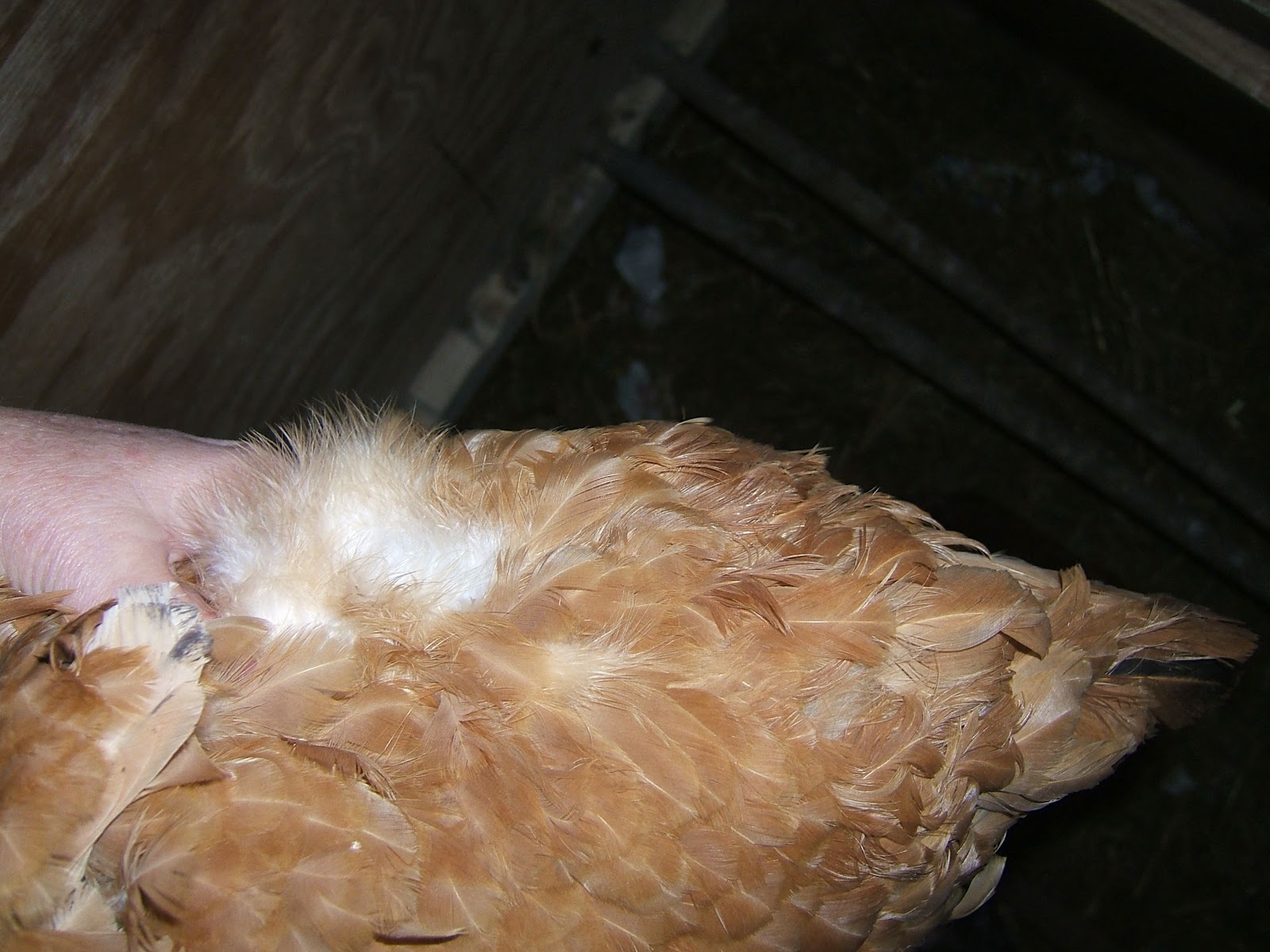 Mother Nature's Insulation Community Chickens