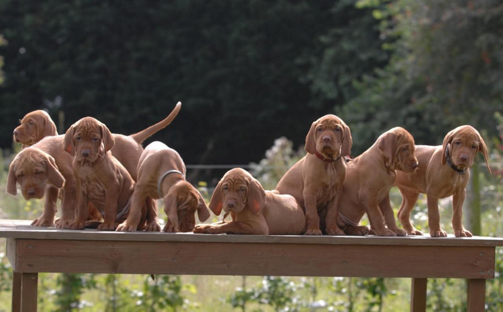 wirehaired vizsla puppies pic new posts wallpaper bedlington wirehaired vizsla puppies pic new posts wallpaper bedlington