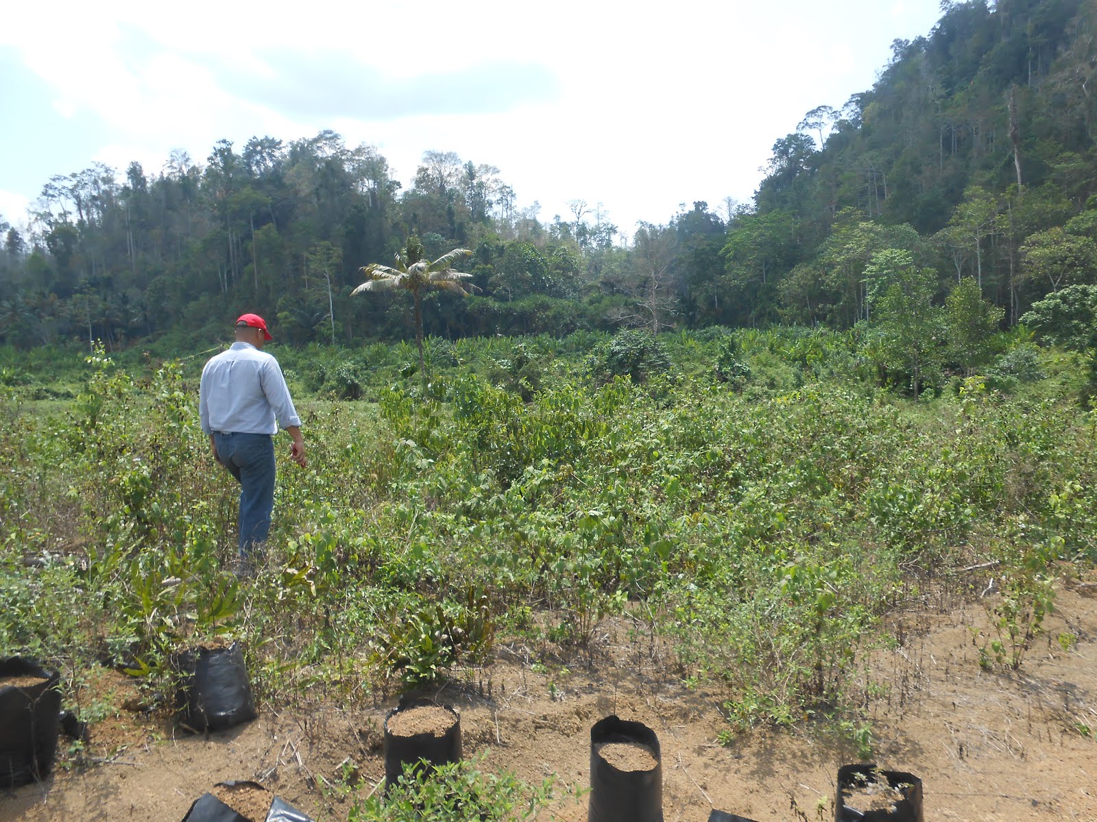 Tugas Asisten Kebun Agronomi secara umum | Planters on the blog