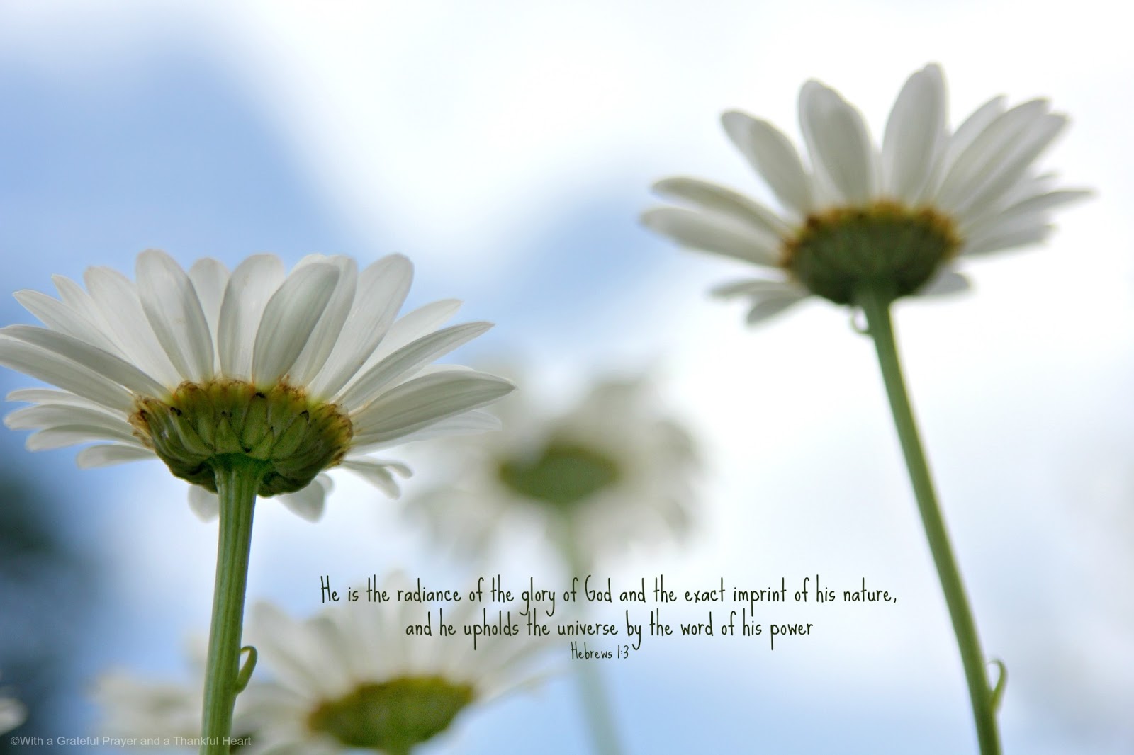 Daisy Bible Quotes. QuotesGram